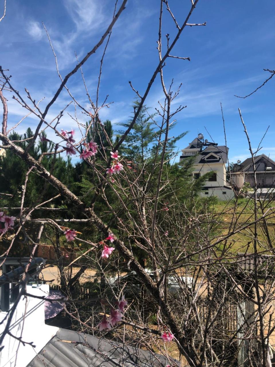 Da Lat Lotus Villa Boutique エクステリア 写真